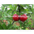 fruit extract cherry extract health care product alibaba china